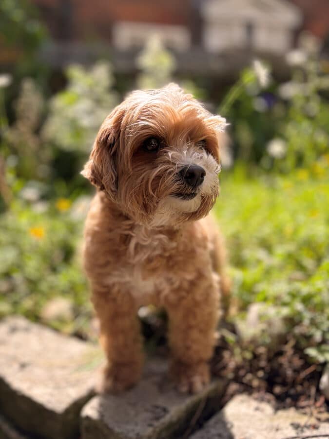 Brown and white terrier-type dog sitting in a garden with flowering plants and greenery in background.