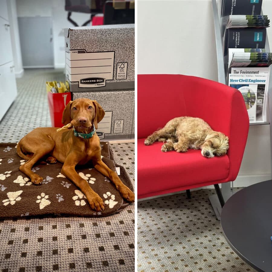 Split image: on the left, a brown dog lies on a paw-print mat beside office storage; on the right, a light-colored dog sleeps on a red sofa near magazine racks—a cozy scene at Careers at Create.